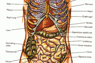 Anatomy Of Human Body , 6 Pictures Of Organ Systems In Organ Category