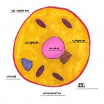 animal cell labeled worksheet , 6 Animal Cell Labeled In Cell Category