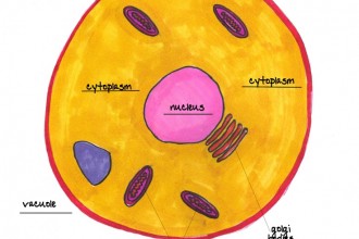Animal Cell Labeled Worksheet , 6 Animal Cell Labeled In Cell Category