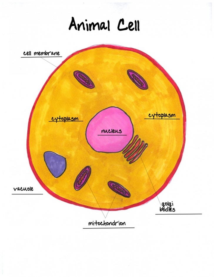 Detailed Animal Cell Diagram Labeled : Animal Cells Diagram with Labels ...
