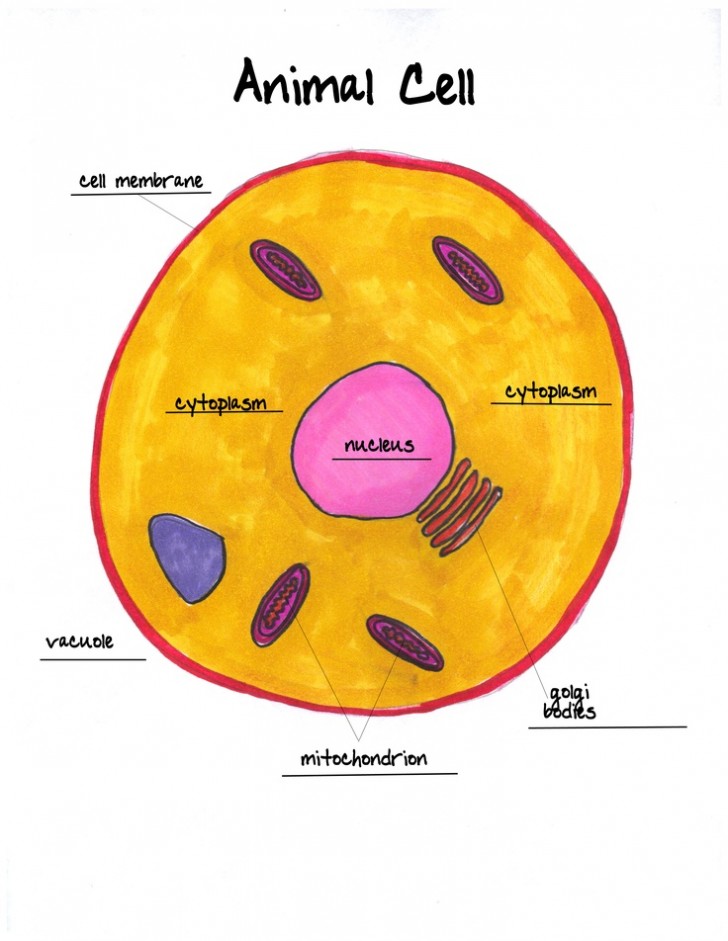 Animal Cell Labeled Worksheet Biological Science Picture Directory Pulpbits