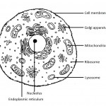 animal cells do not have cell walls , 8 Picture Animals Do Not Have Cell Walls In Cell Category