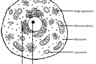 animal cells do not have cell walls in Invertebrates