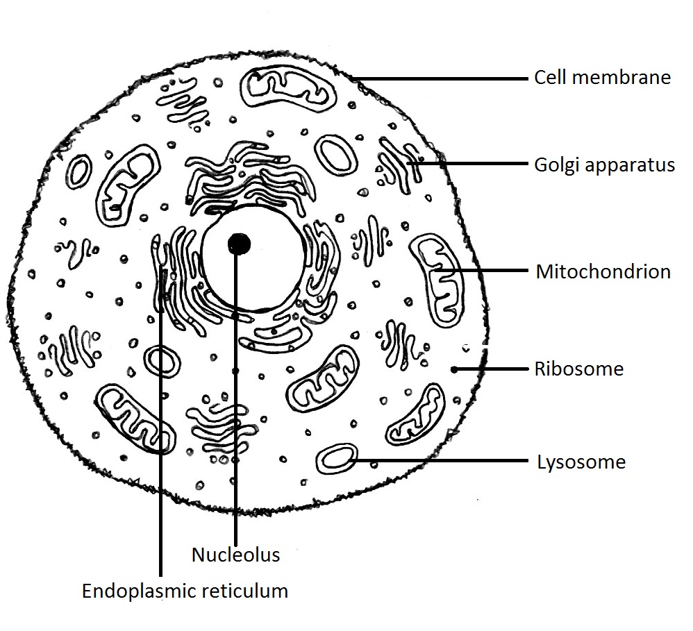 animal cells do not have cell walls