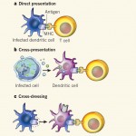 antigen presenting cell such as a dendritic cell , 5 Antigen Presenting Cells Diagrams In Cell Category