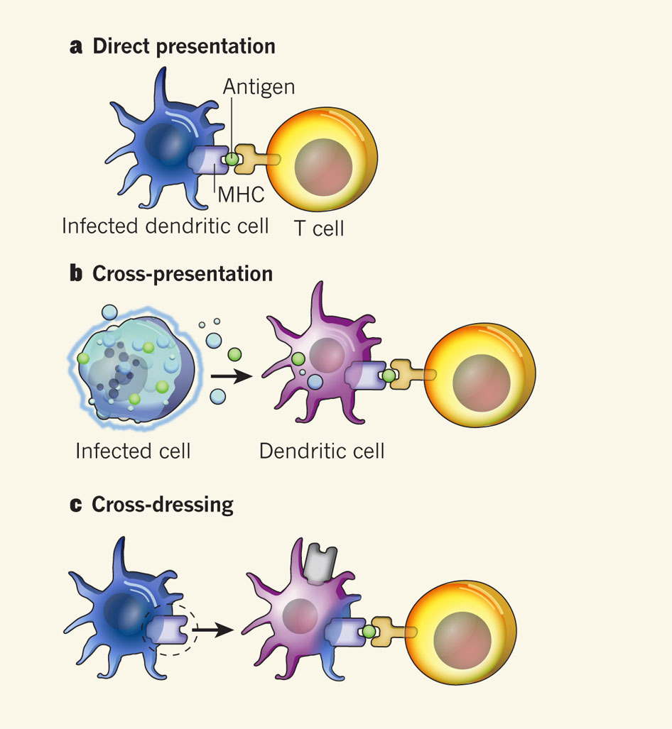 antigen presentation immune system