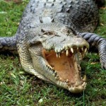 australian saltwater crocodile , 6 Saltwater Crocodile Facts In Reptiles Category