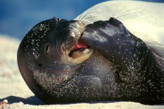 Awaiian Monk Seal Monachus Schauin , 5 Hawaiian Monk Seal Facts In Mammalia Category