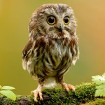 baby owl , 7 Owl Pictures In Birds Category
