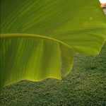 banana leaf photo , 6 Banana Leaf San Diego In Plants Category