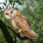 barn owl facts for kids , 6 Owl Facts For Kids In Birds Category