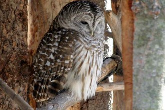 Barred Owl Fast Facts , 6 Barred Owl Facts In Birds Category