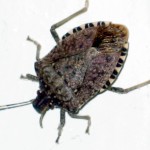 beetle box elder bug , 6 Beetle Bugs Identification In Bug Category