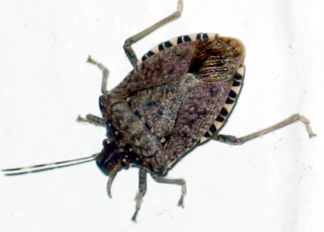 Bug , 6 Beetle Bugs Identification : Beetle Box Elder Bug
