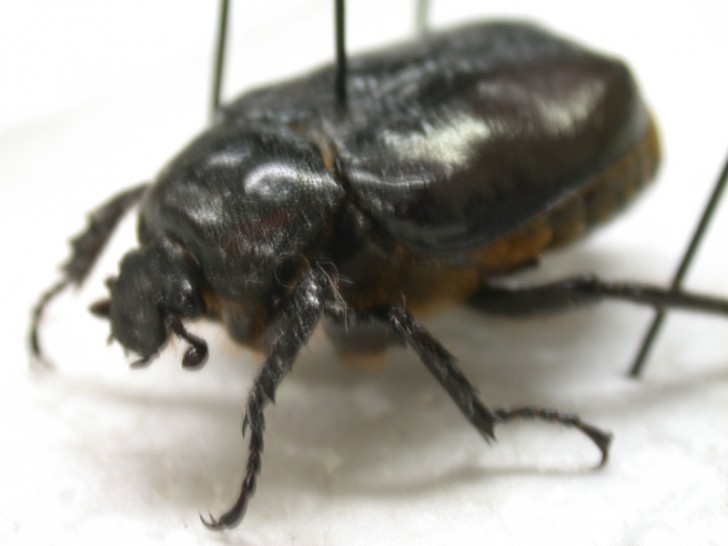 Bug , 6 Beetle Bugs Identification : Beetle Speciment