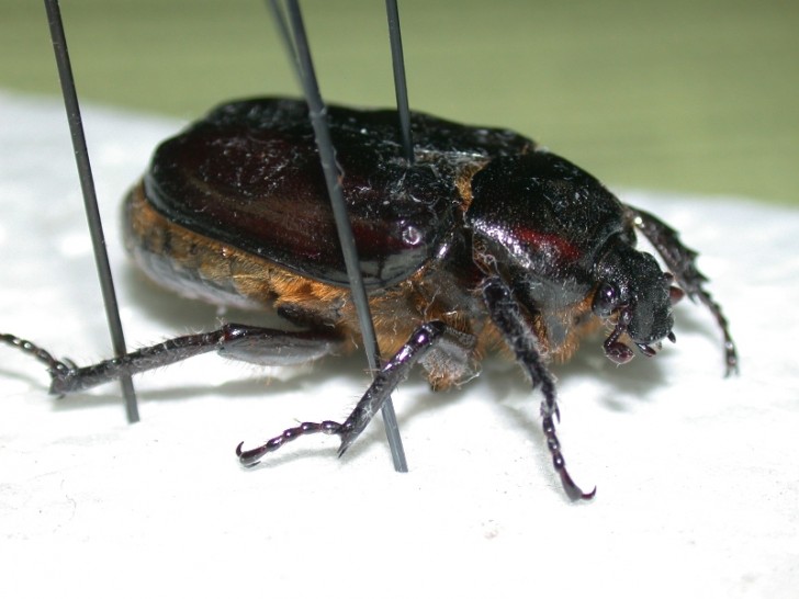 Bug , 6 Beetle Bugs Identification : Beetle Speciment For Identification
