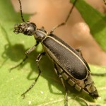 beetle type bugs , 6 Beetle Type Bugs In Bug Category