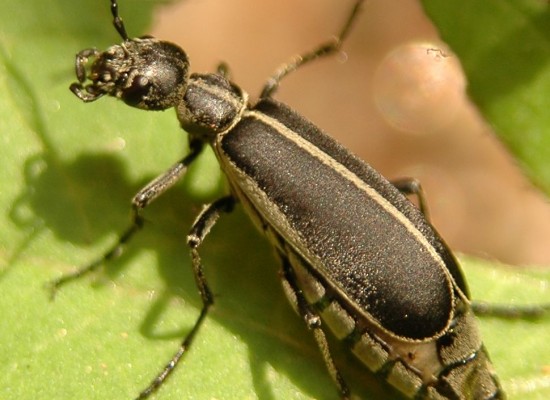 6 beetle type bugs in Bug - Biological Science Picture Directory ...