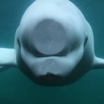 beluga whale facts for kids , 6 Beluga Whale Facts For Kids In Mammalia Category