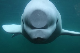 Beluga Whale Facts For Kids , 6 Beluga Whale Facts For Kids In Mammalia Category