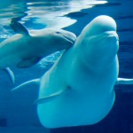 beluga whale facts picture , 6 Beluga Whale Facts For Kids In Mammalia Category