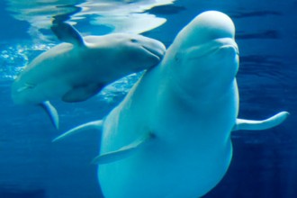 Beluga Whale Facts Picture , 6 Beluga Whale Facts For Kids In Mammalia Category