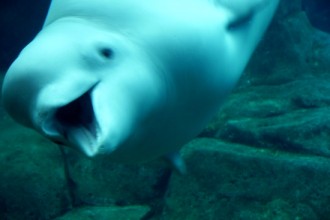 Beluga Whale Facts Pictures , 6 Beluga Whale Facts For Kids In Mammalia Category