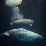 beluga whale fun facts , 6 Beluga Whale Facts For Kids In Mammalia Category