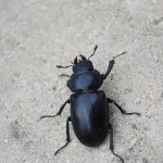 big beetle like bugs , 6 Big Beetle Bugs In Bug Category
