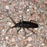 big beetle looking bug , 6 Big Beetle Bugs In Bug Category