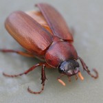 big brown beetle bug , 6 Big Beetle Bugs In Bug Category