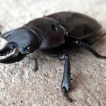 big green beetle bugs , 6 Big Beetle Bugs In Bug Category