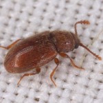 bitty brown beetle , 6 Brown Beetle Bugs In Bug Category
