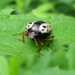 black and white beetle , 6 White Beetle Bugs In Bug Category
