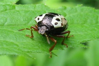 Black And White Beetle , 6 White Beetle Bugs In Bug Category