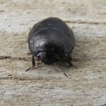black bug , 6 Small Black Beetle Like Bugs In Bug Category