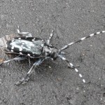 black bug with white spots , 6 White Beetle Bugs In Bug Category
