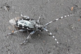 Black Bug With White Spots , 6 White Beetle Bugs In Bug Category