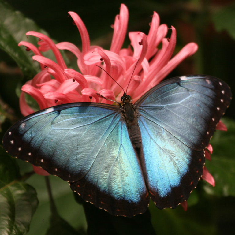 blue morpho butterfly morpho peleides