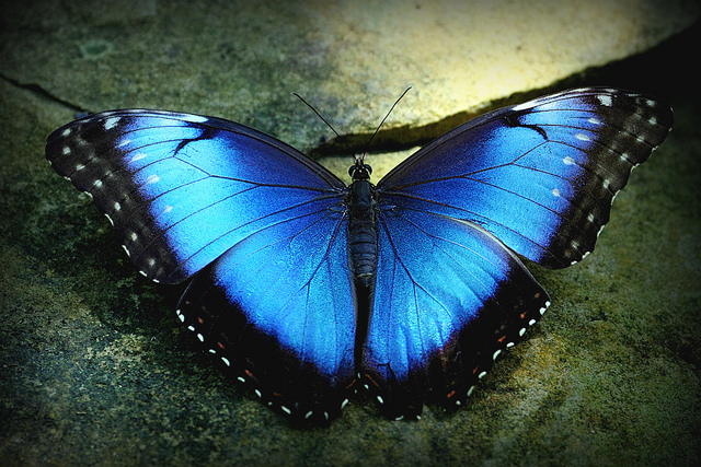 blue morpho butterfly size pic 1