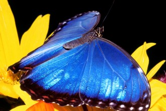 Blue Morpho Butterfly Size Pic 3 , 6 Blue Morpho Butterfly Size In Butterfly Category
