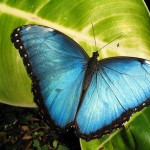 blue morpho butterfly size pic 4 , 6 Blue Morpho Butterfly Size In Butterfly Category