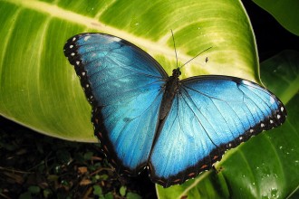 Blue Morpho Butterfly Size Pic 4 , 6 Blue Morpho Butterfly Size In Butterfly Category
