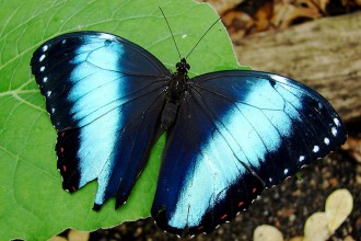 Blue Morpho Butterfly Size Pic 5 , 6 Blue Morpho Butterfly Size In Butterfly Category