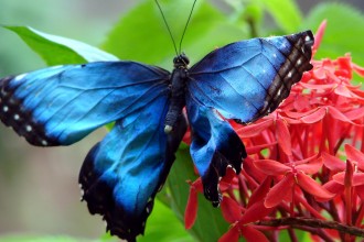 Blue Morpho Butterfly Size Pic 6 , 6 Blue Morpho Butterfly Size In Butterfly Category