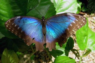 Blue Morpho Butterfly Species , 6 Blue Morpho Butterfly Species Photos In Butterfly Category