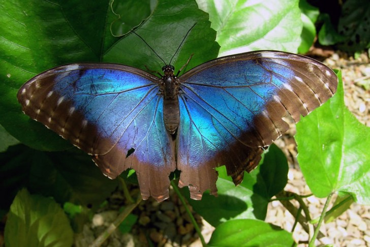 Butterfly , 6 Blue Morpho Butterfly Species Photos : Blue Morpho Butterfly Species