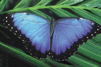 Blue Morpho Butterfly Species Picture , 6 Blue Morpho Butterfly Species Photos In Butterfly Category