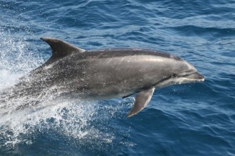 Bottlenose Dolphin Fun Fact , 6 Bottlenose Dolphin Facts For Kids In Mammalia Category