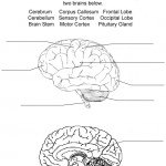 brain review , 4 Human Brain Diagram Quiz In Brain Category